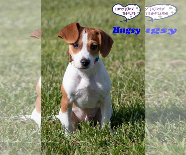 Medium Photo #4 Beagle-Unknown Mix Puppy For Sale in Lee's Summit, MO, USA