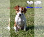 Small #3 Beagle Mix