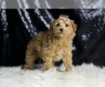 Small #4 Maltipoo
