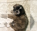 Small Photo #11 Shih Tzu Puppy For Sale in CLEARWATER, FL, USA