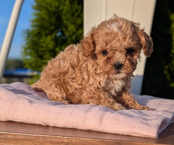 Medium Photo #35 Cavapoo (Miniature) Puppy For Sale in GOSHEN, IN, USA