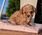 Small Photo #35 Cavapoo (Miniature) Puppy For Sale in GOSHEN, IN, USA