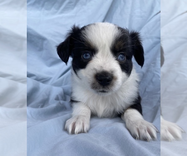 Medium Photo #4 Miniature Australian Shepherd Puppy For Sale in BRANDON, MS, USA