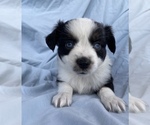 Small Photo #4 Miniature Australian Shepherd Puppy For Sale in BRANDON, MS, USA