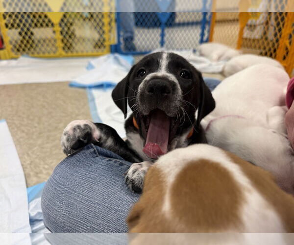 Medium Photo #6 Mutt Puppy For Sale in Wenonah, NJ, USA