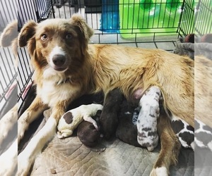 Mother of the Australian Shepherd puppies born on 06/08/2019