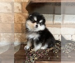 Small Photo #9 Pomsky Puppy For Sale in STAPLES, MN, USA