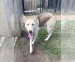 Small #1 Siberian Husky Mix