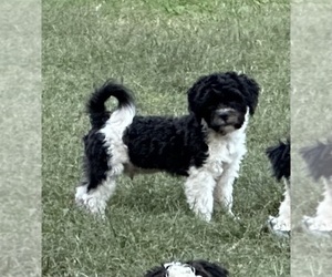 Shih-Poo Puppy for sale in GLOUCESTER, VA, USA