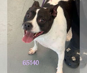 Jack Russell Terrier-Unknown Mix Dogs for adoption in Chico, CA, USA