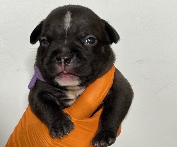 Medium Photo #3 American Bully Puppy For Sale in SUNRISE, FL, USA