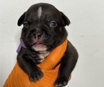 Small Photo #3 American Bully Puppy For Sale in SUNRISE, FL, USA