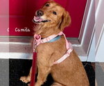 Small #1 Golden Retriever