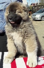 Caucasian Shepherd Dog Puppy for sale in Irkutsk, Irkutsk, Russia
