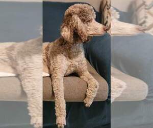 Poodle (Standard) Dogs for adoption in DEFUNIAK SPGS, FL, USA