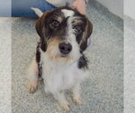 Small #13 German Shorthaired Pointer Mix