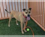 Small #1 American Pit Bull Terrier Mix