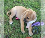 Small Photo #4 Cane Corso-Labrador Retriever Mix Puppy For Sale in CHARLOTT HALL, MD, USA