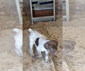 German Shorthaired Pointer Puppy for sale in WARSAW, NC, USA