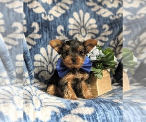 Yorkshire Terrier Puppy for sale in KIRKWOOD, PA, USA