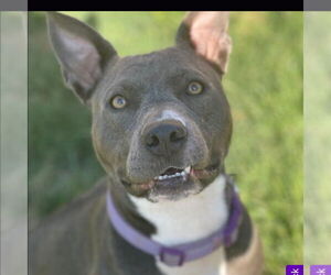 Tinsel - Female Mutt Dog for Adoption - Photo #2