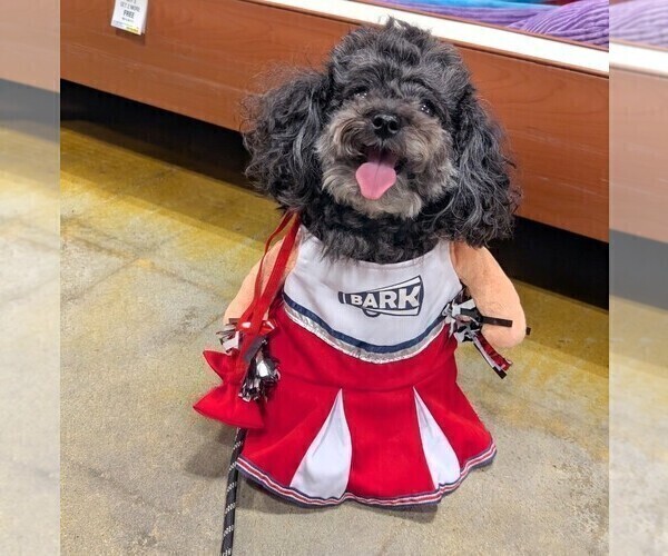 Medium Photo #1 Poodle (Toy) Puppy For Sale in RICHMOND HILL, GA, USA