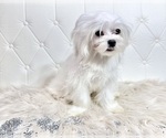 Small Photo #16 Maltese Puppy For Sale in HAYWARD, CA, USA