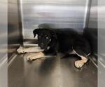 Small Rottweiler Mix