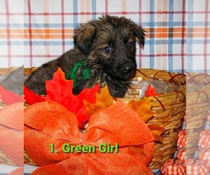 German Shepherd Dog Puppy for sale in WARREN, MA, USA