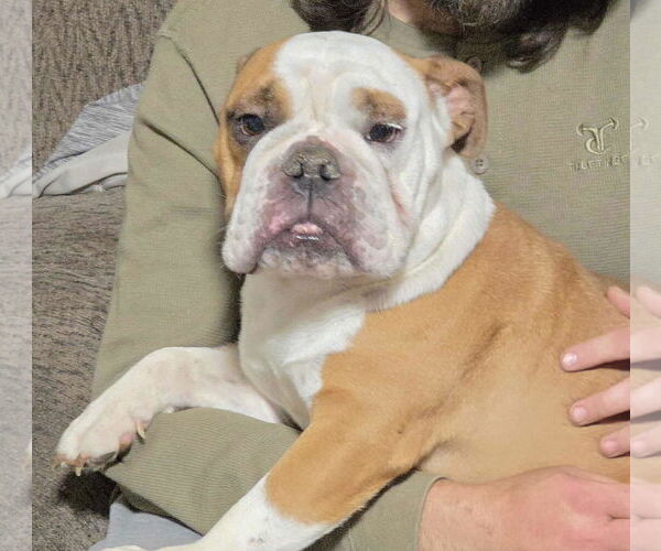 Medium Photo #3 Bulldog-Unknown Mix Puppy For Sale in Minneapolis, MN, USA
