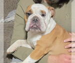 Small #2 Bulldog Mix