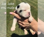 Small Photo #1 English Bulldog Puppy For Sale in FORT GIBSON, OK, USA
