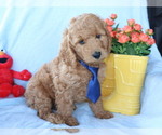 Small #3 Goldendoodle (Miniature)