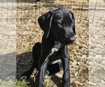 Small Photo #27 German Shorthaired Pointer Puppy For Sale in MCKINNEY, TX, USA