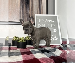 French Bulldog Puppy for sale in FRANKLIN, IN, USA