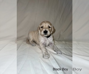 Goldendoodle Puppy for sale in LUMBERTON, NC, USA