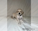 Small Photo #1 Goldendoodle Puppy For Sale in LUMBERTON, NC, USA