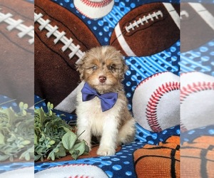 Bernedoodle (Miniature) Puppy for sale in OXFORD, PA, USA