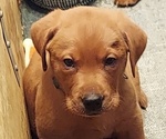 Small Photo #1 Labrador Retriever Puppy For Sale in HOLLAND PATENT, NY, USA