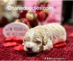 Small Photo #12 Goldendoodle (Miniature) Puppy For Sale in HALTOM CITY, TX, USA