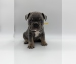 Puppy Puppy 7 French Bulldog