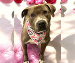Small #1 American Pit Bull Terrier