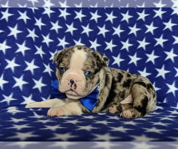 Medium Photo #4 Boston Terrier Puppy For Sale in EPHRATA, PA, USA