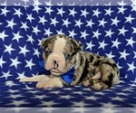 Small Photo #4 Boston Terrier Puppy For Sale in EPHRATA, PA, USA