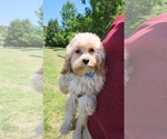 Small Photo #2 Cavalier King Charles Spaniel-Cavapoo Mix Puppy For Sale in HAMPTON, VA, USA