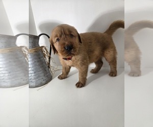 Golden Retriever Puppy for sale in GOODYEAR, AZ, USA