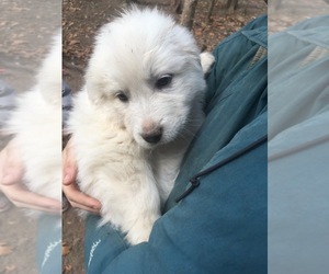 Great Pyrenees Puppy for sale in STEPHENS CITY, VA, USA