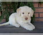 Small #4 Labradoodle