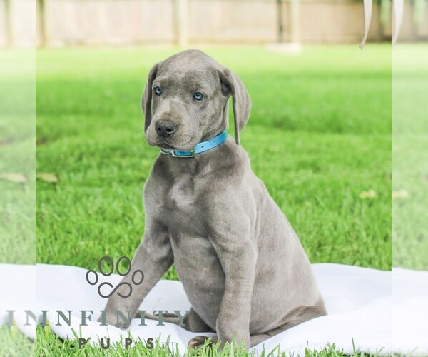 Medium Photo #3 Great Dane Puppy For Sale in LITITZ, PA, USA