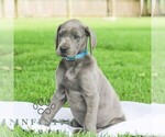 Small #2 Great Dane